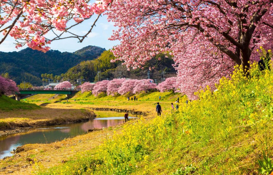 Shimokamo Tropical Botanical Gardens, Minamiizu, Japan, Japan